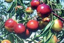 滨州沾化冬枣生态旅游区天气 滨州沾化冬枣生态旅游区天气