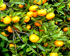 抚州南丰罗里石蜜桔生态园天气 抚州南丰罗里石蜜桔生态园天气